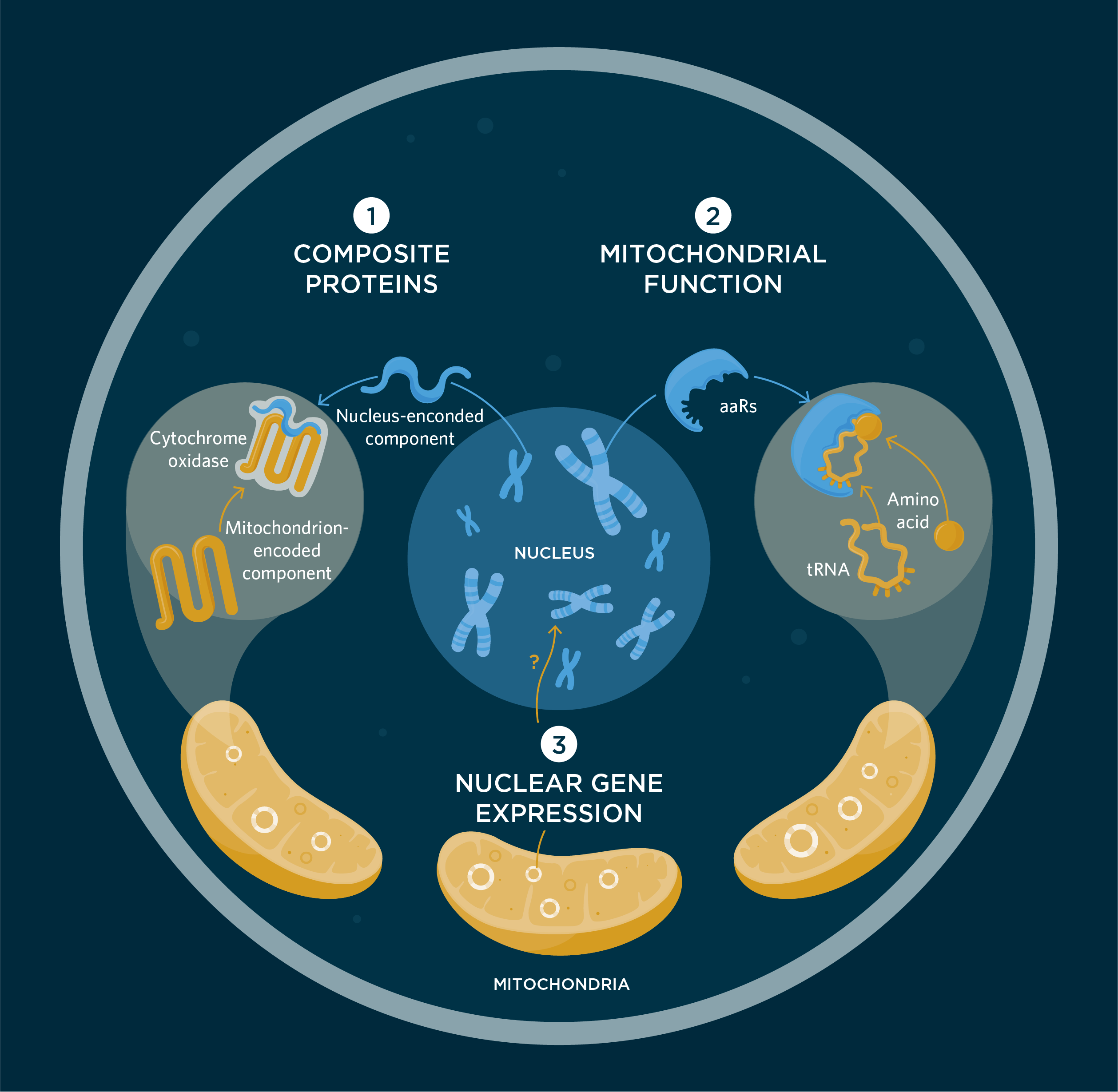 Infographic: How the Mitochondrial and Nuclear Genomes Interact | The ...