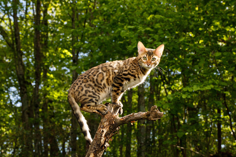 Bengal Cat in a Tree