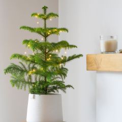 Norfolk pine