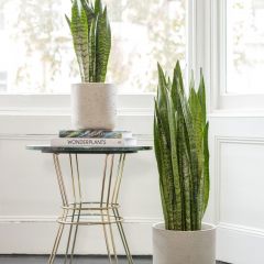 Snake Plant Zeylanica 3