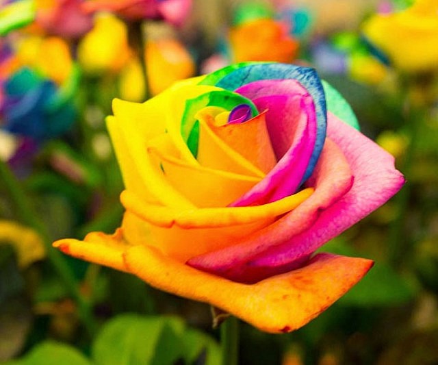 Rainbow Colored Roses