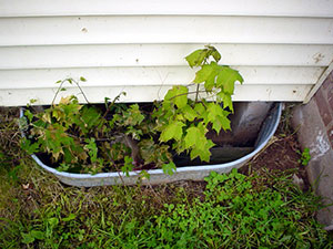 A dirty, clogged basement window