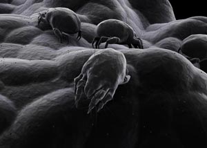 A microscope view of dust mites, enlargened.