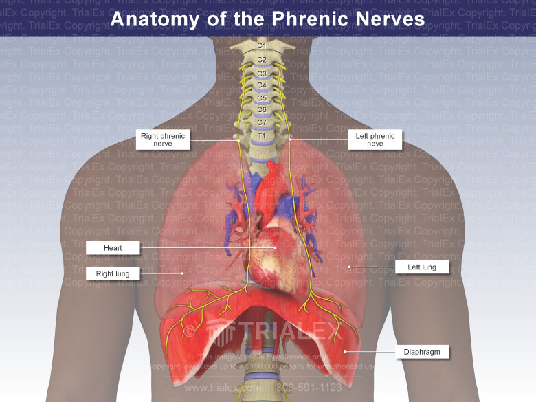 Phrenic Nerve Model