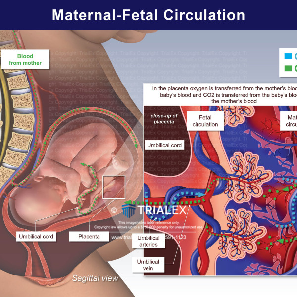 Maternal Fetal Circulation