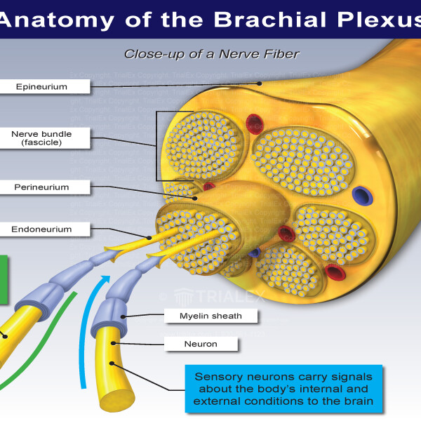 Anatomy of the Brachial Plexus