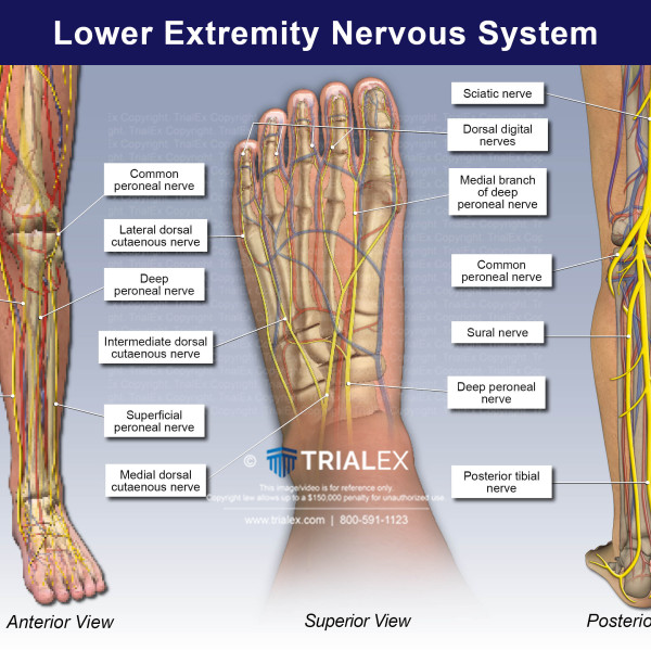 Lower Extremity Nervous System