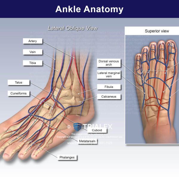 Ankle Anatomy