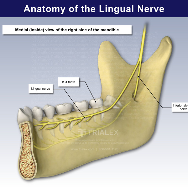 Anatomy of the Lingual Nerve