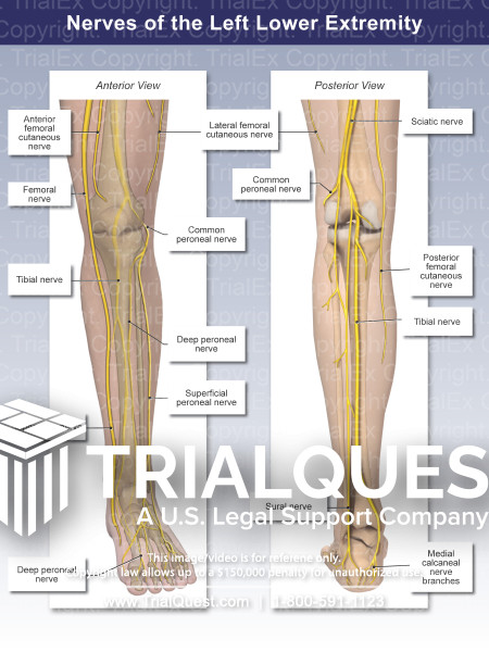 Nerves of the Left Lower Extremity