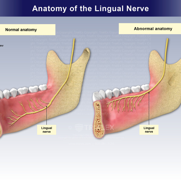 Anatomy of the Lingual Nerve