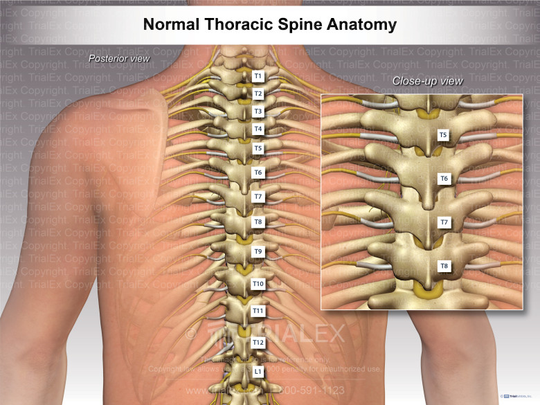 Anatomical Illustration Of A Typical Thoracic Spine Level Showing The ...