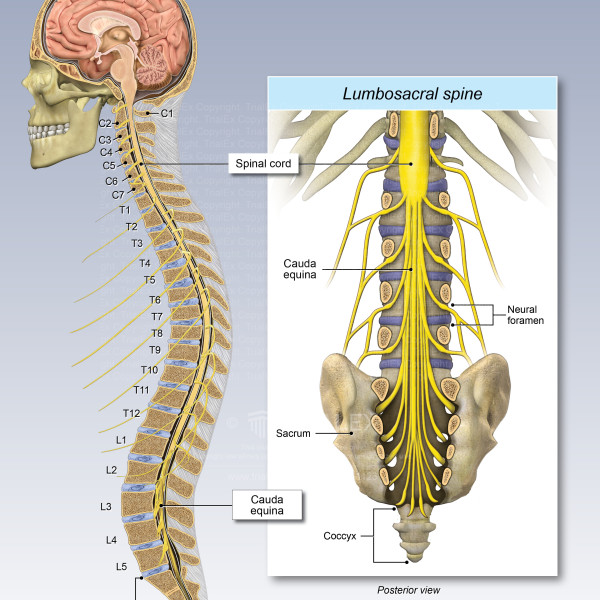 The Spinal Cord, Nerve Roots and Cauda Equina - TrialExhibits Inc.