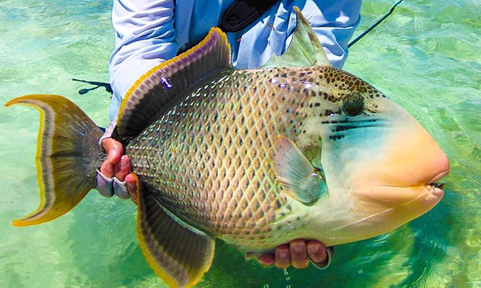 Kenali Keluarga Ikan Jebong