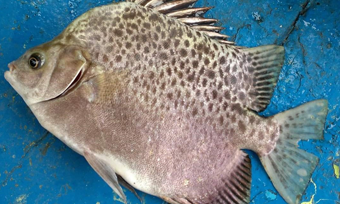 Kenali Ikan Estuari Paling Popular