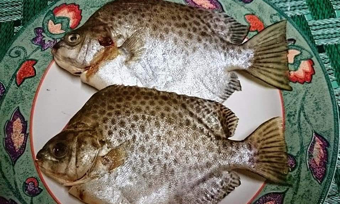 Kenali Ikan Estuari Paling Popular