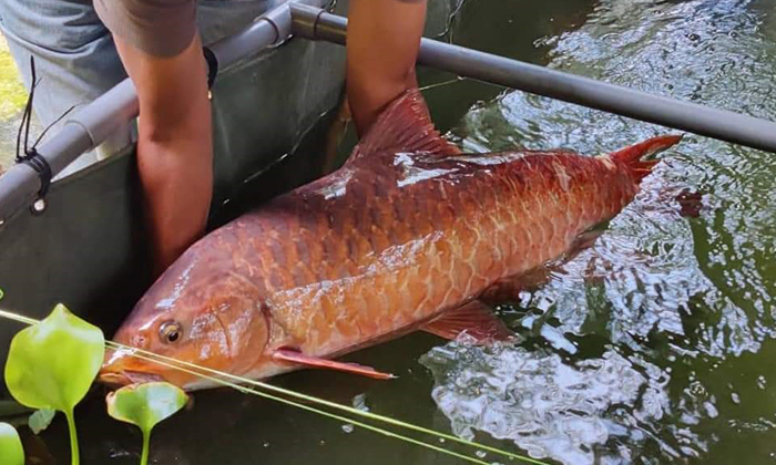 Kenapa Pemancing Perlu Kenal Jantina Ikan Kelah?