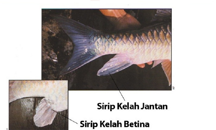 Kenapa Pemancing Perlu Kenal Jantina Ikan Kelah?