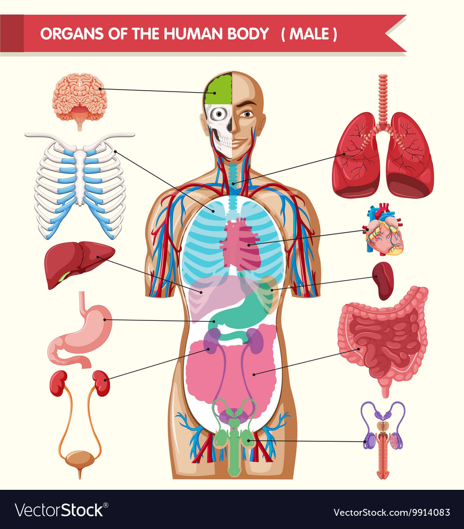 Diagram Body Organs