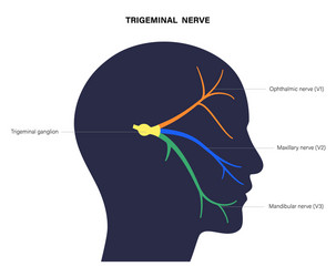 Trigeminal nerve diagram Royalty Free Vector Image