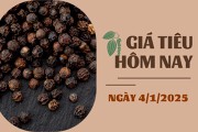 Giá tiêu hôm nay 4/1: Đồng loạt tăng mạnh, Đắk Nông lên gần 150.000 đồng/kg