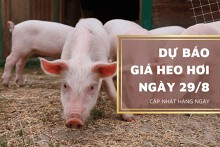 Dự báo giá heo hơi ngày 28/8 sẽ biến động trái chiều?