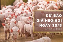 Dự báo giá heo hơi ngày 30/8 tăng giảm không đồng nhất?