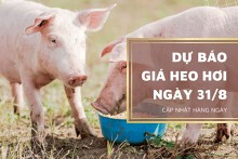 Dự báo giá heo hơi ngày 31/8 vẫn duy trì đứng yên trên diện rộng?