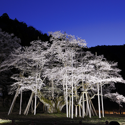 Usuzumi-zakura Cherry Tree