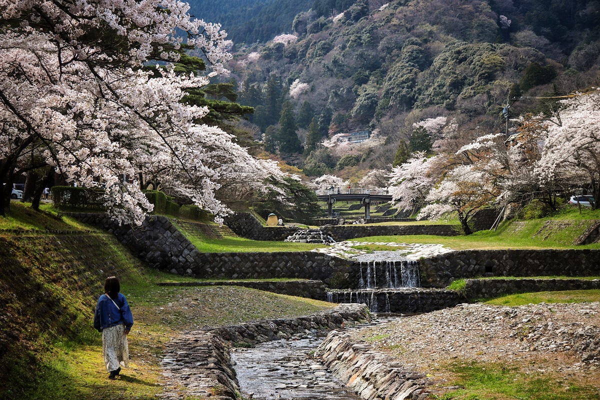 Yoro Park Sakura