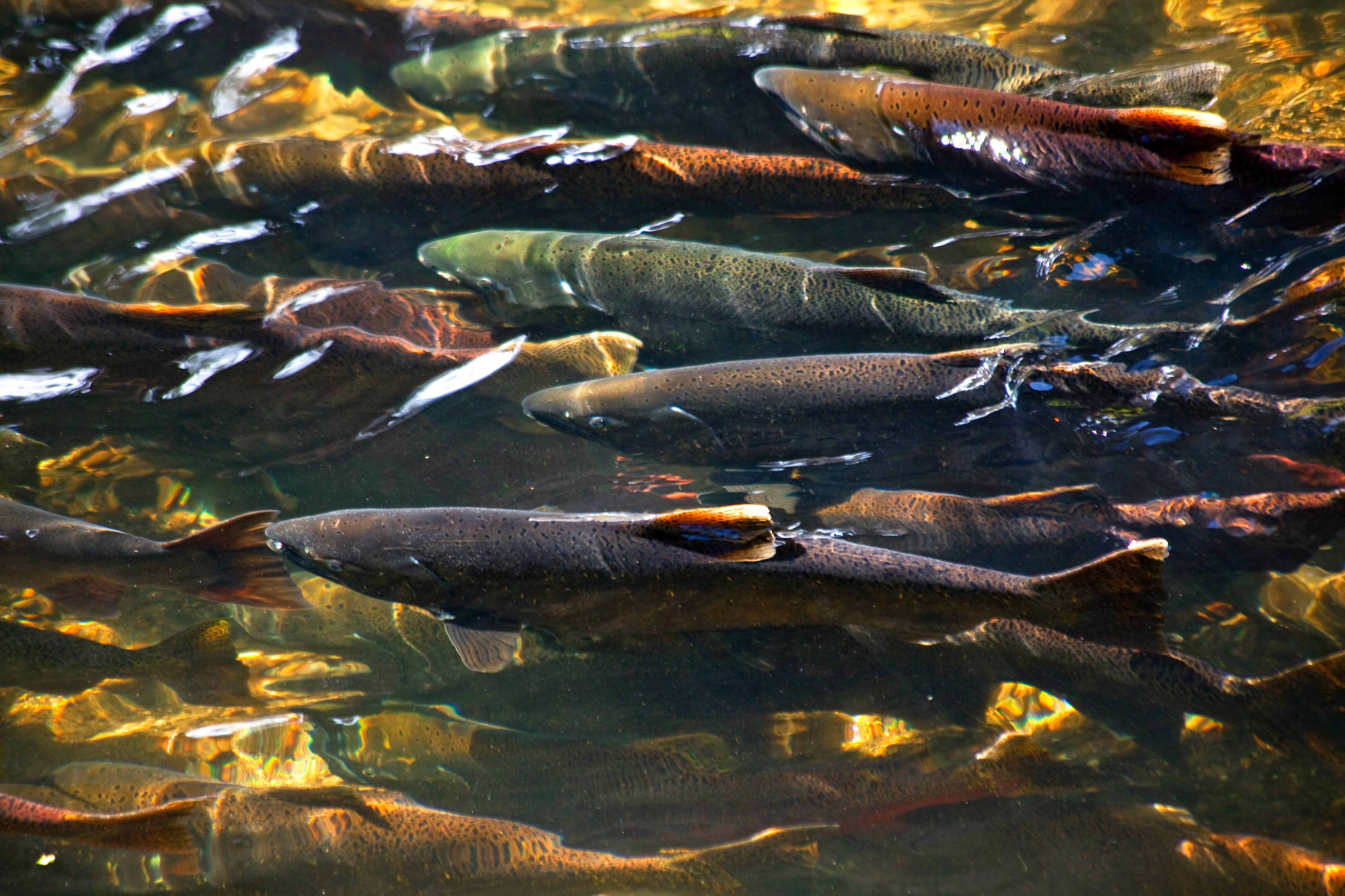 Different colors of salmon crowd together just under the surface of shallow water with a rocky bed.