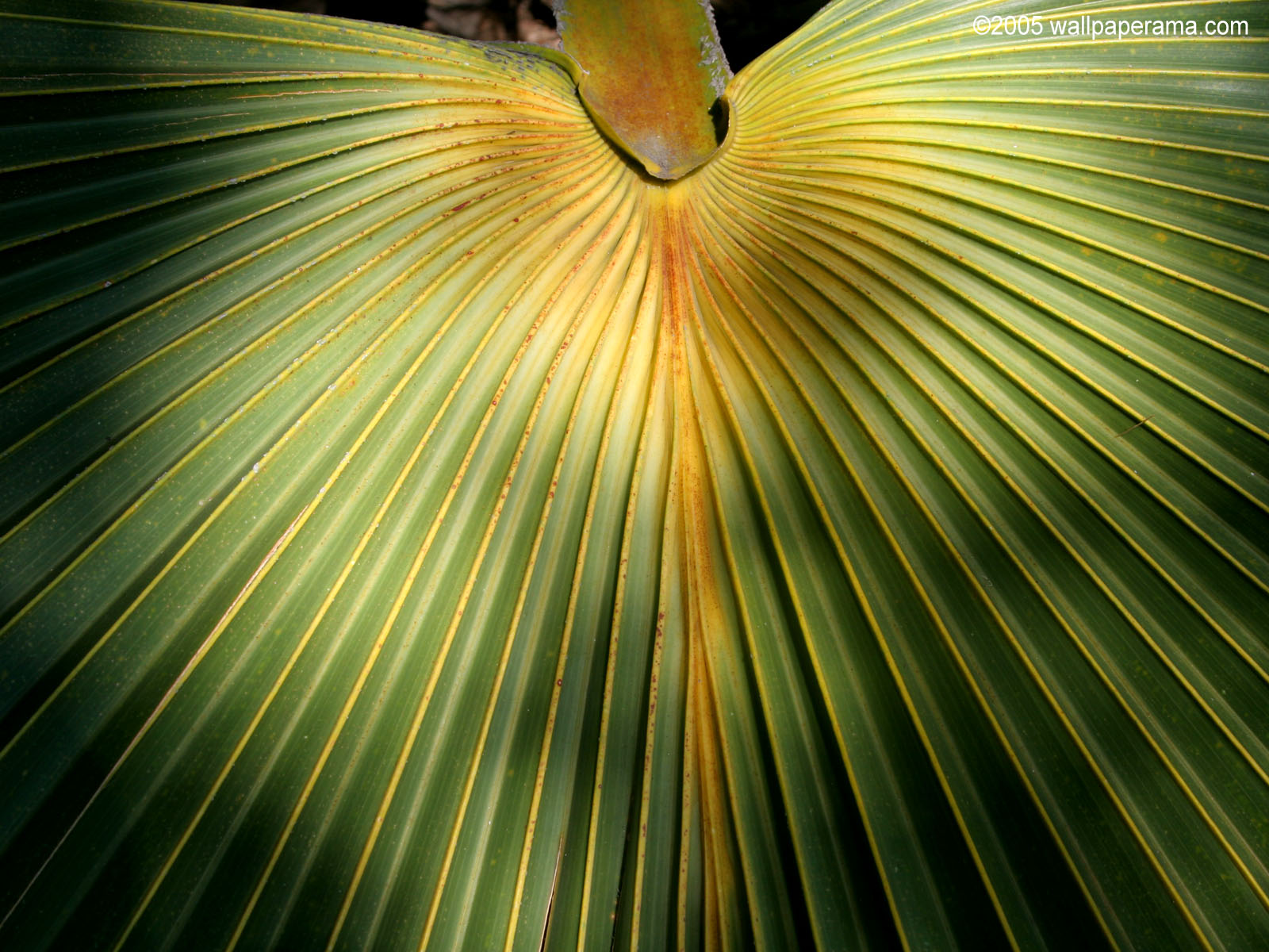 Palm Leaf Wallpaper Hd : Beache Tropical Wallpapers 1440 Wallpaper 1600 ...