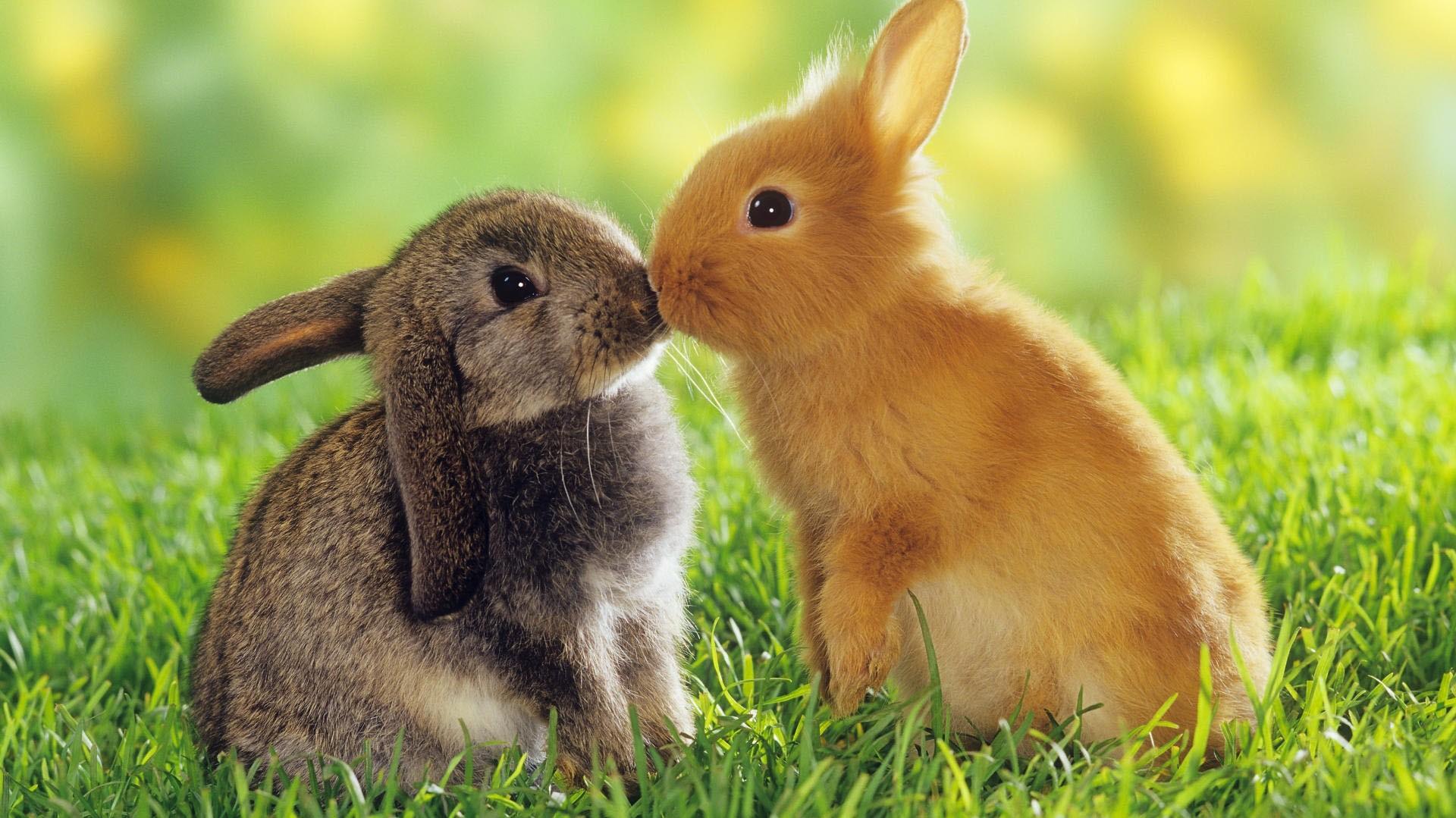 Cute Easter Wallpapers and Backgrounds  WallpaperCG