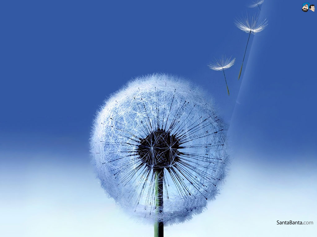 Paling Populer 13+ Download Wallpaper Bunga Dandelion ...