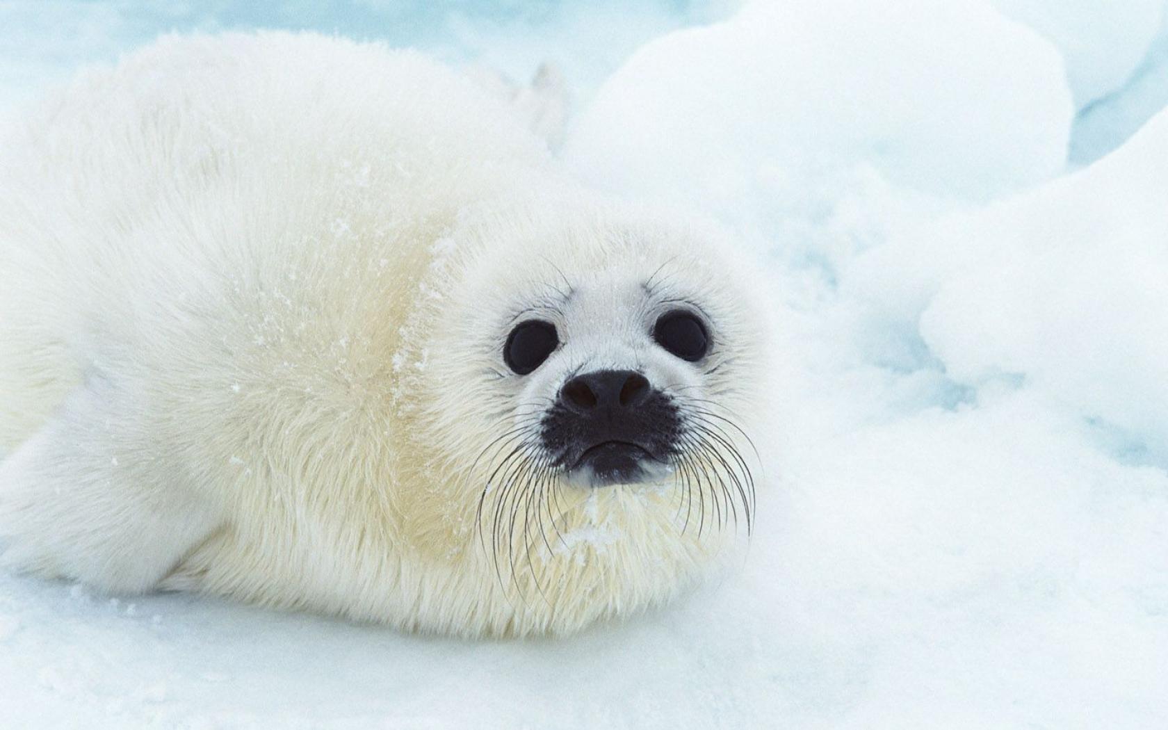 Baby Seal Wallpaper 1366x768