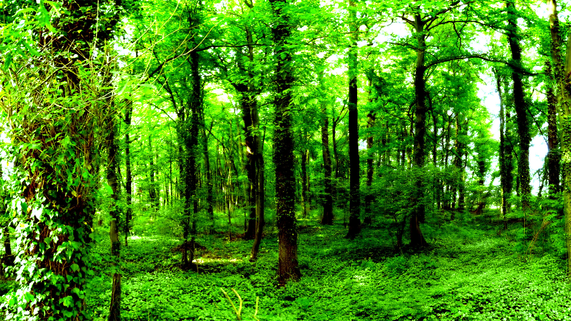 Green Forest 4K Wallpaper