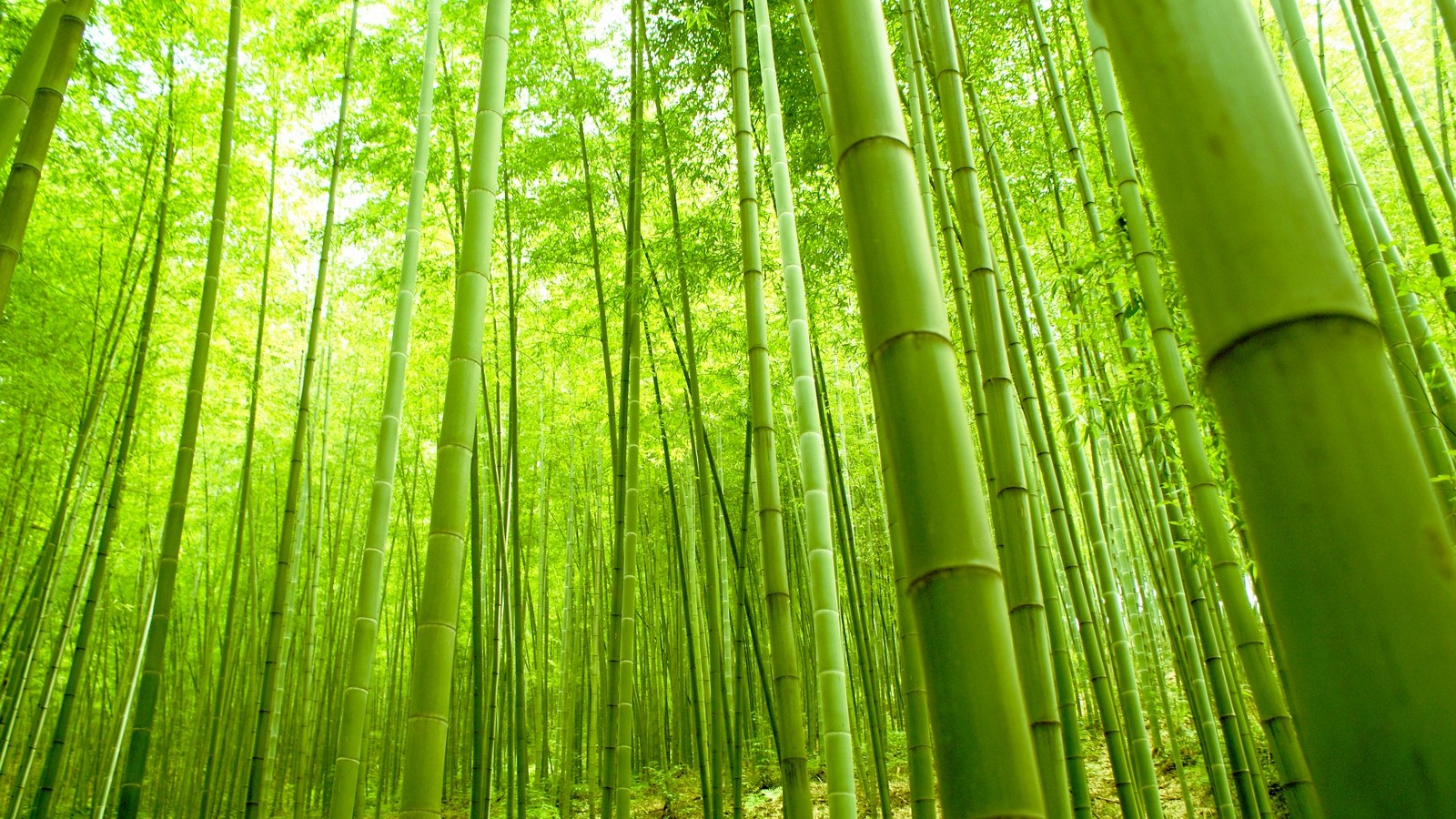 75+] Green Bamboo Wallpaper - WallpaperSafari