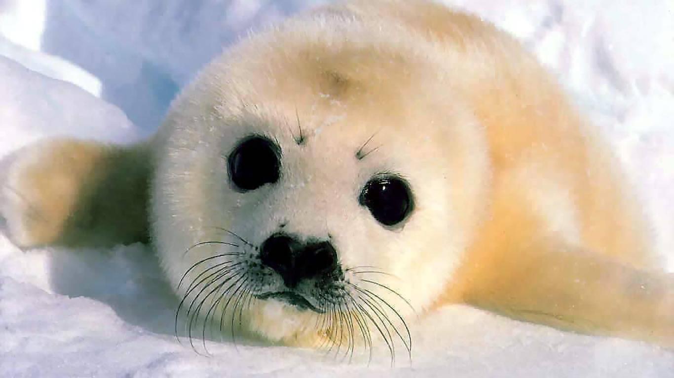 Baby Seal Wallpaper 1366x768