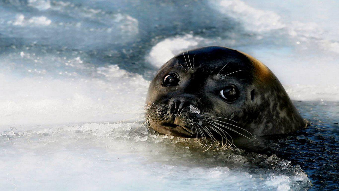 Baby Seal Wallpaper 1366x768