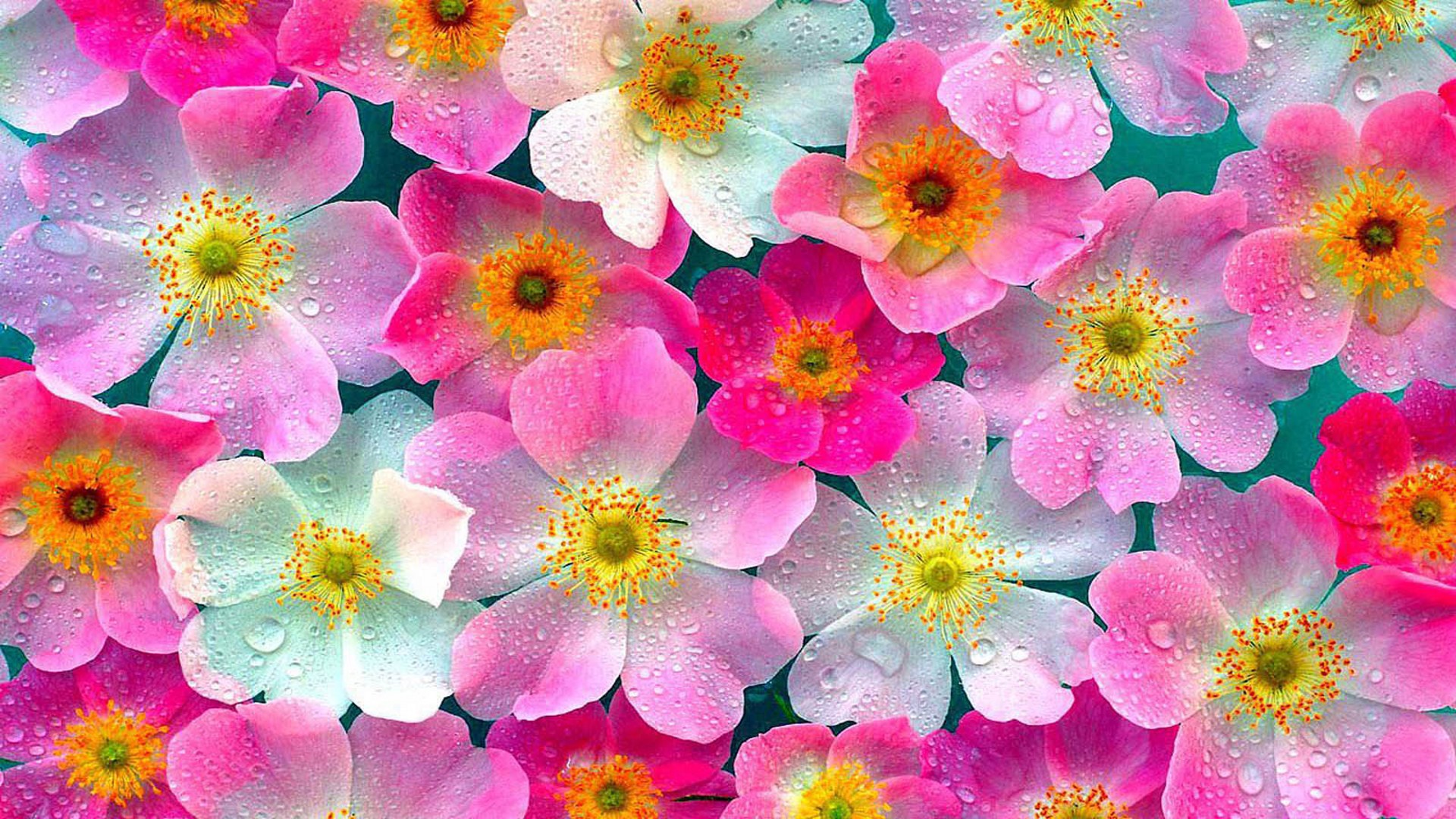 24 Collections Of Best Hd Wallpapers Nature Flowers Easy Download ...