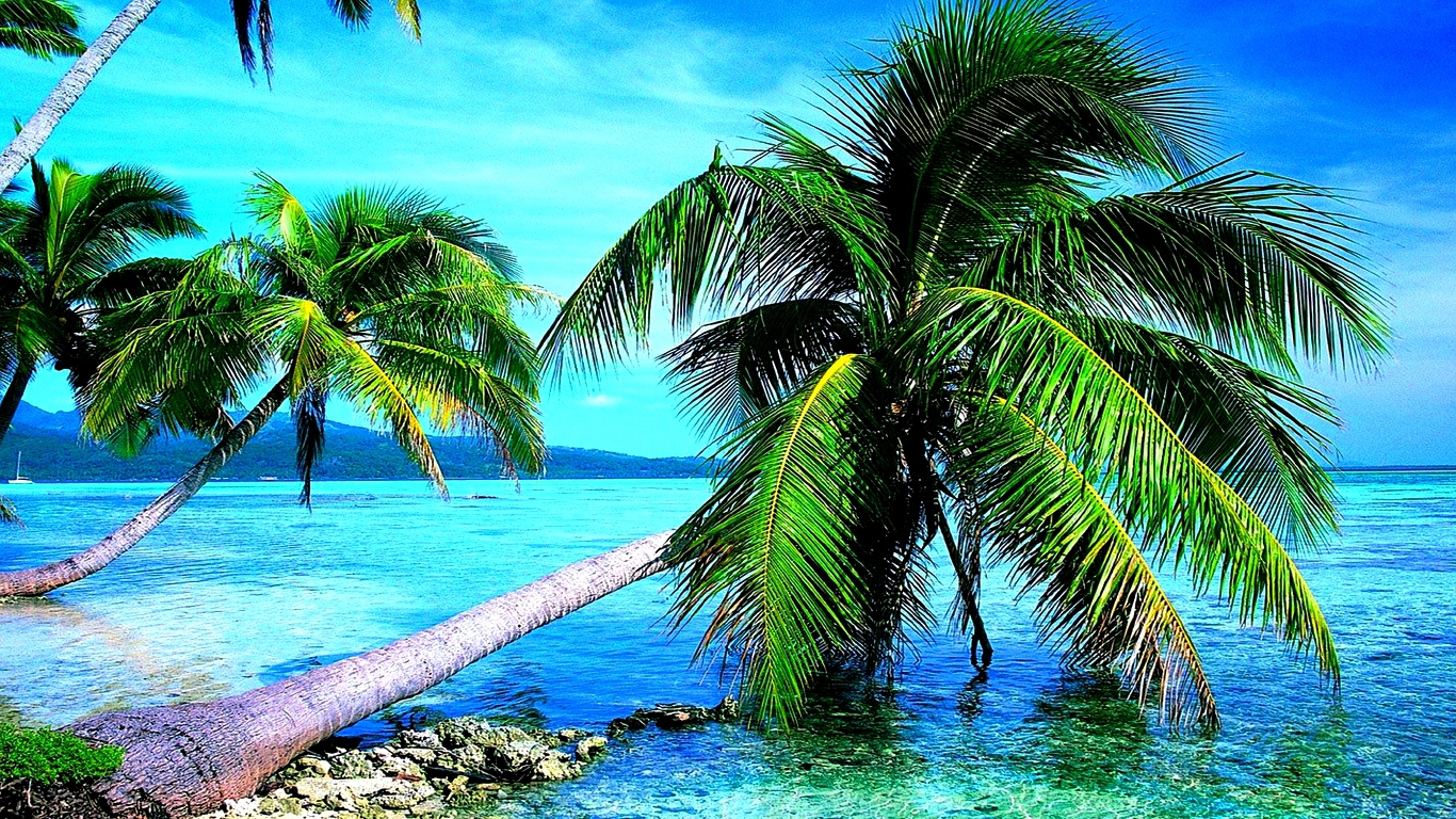 Palm Tree HD Wallpapers - WallpaperSafari