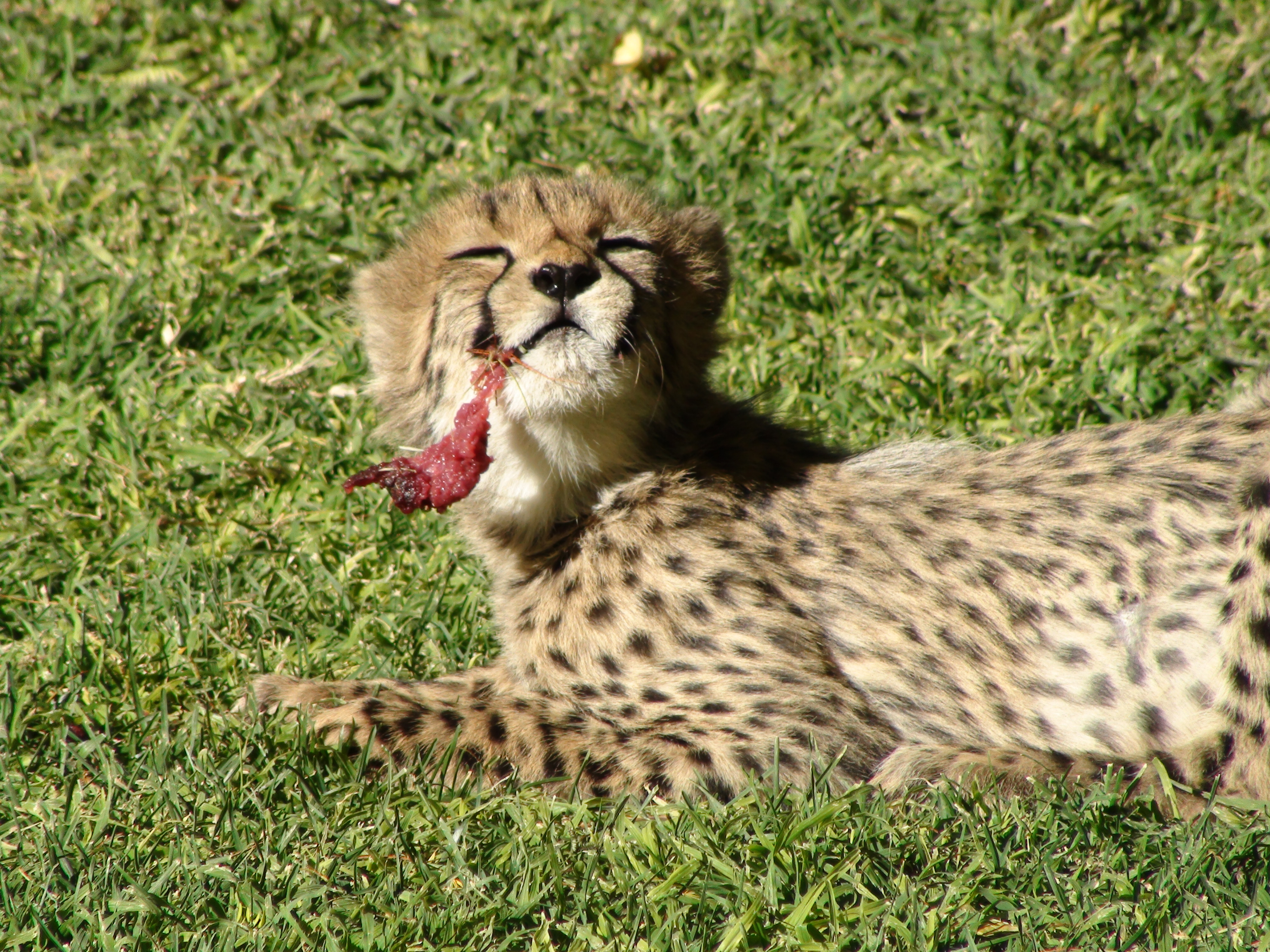 🔥 Free Download Cheetah Eating Meat Wallpaper For Phones Baby by ...