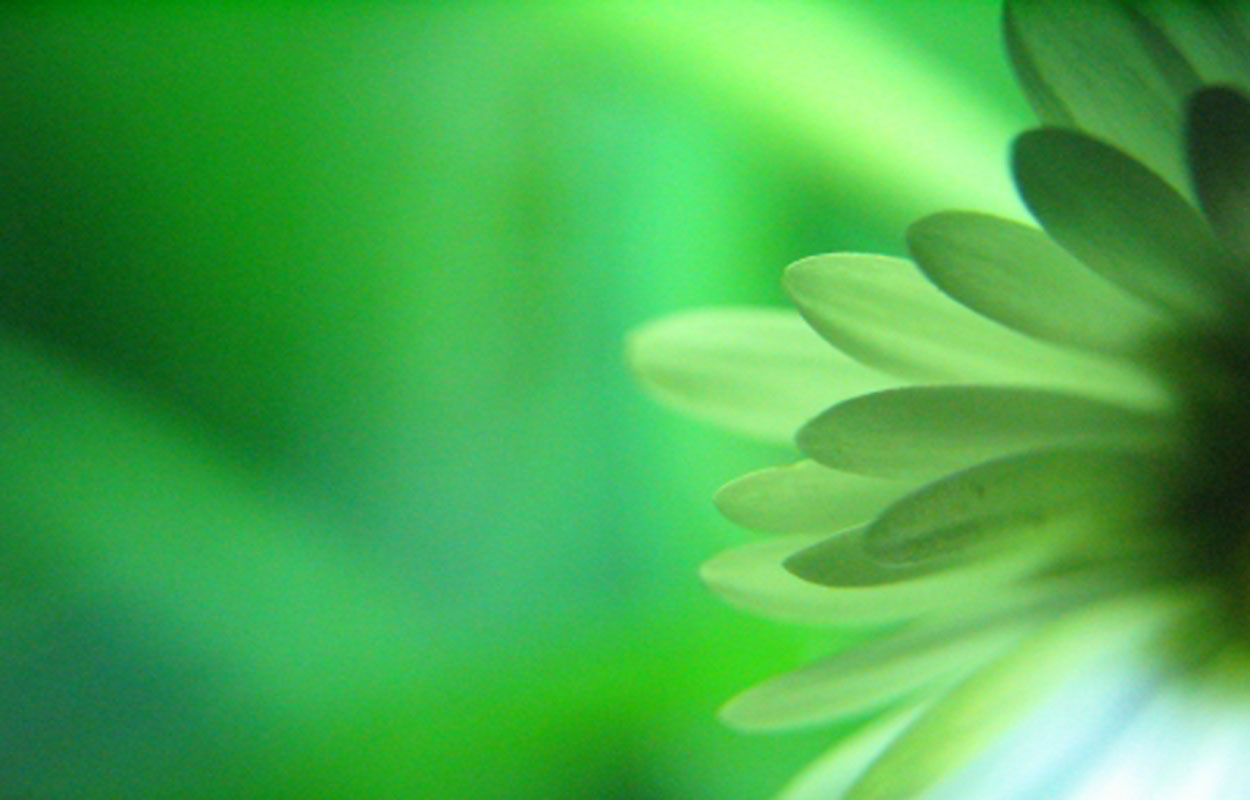 67+] Green Flower Background - WallpaperSafari