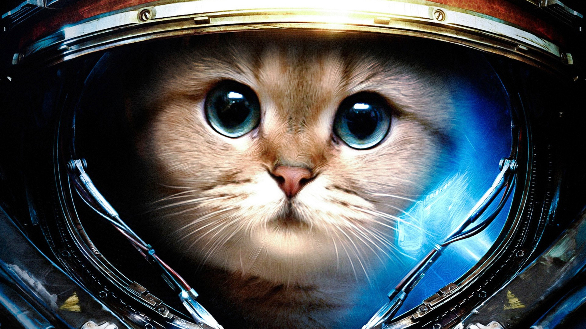 Space Cat Wallpaper 63 images