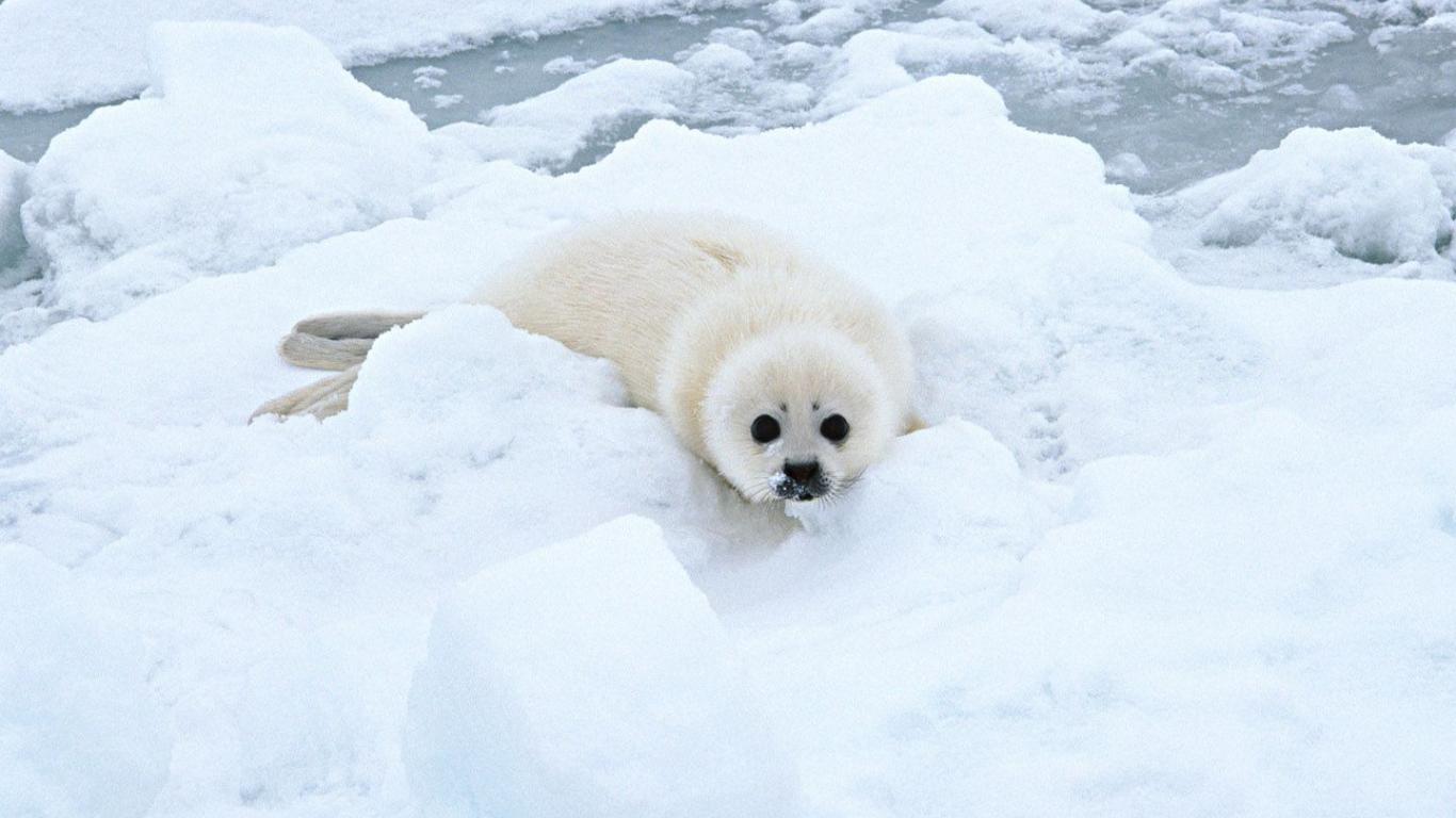 Baby Seal Wallpaper 1366x768