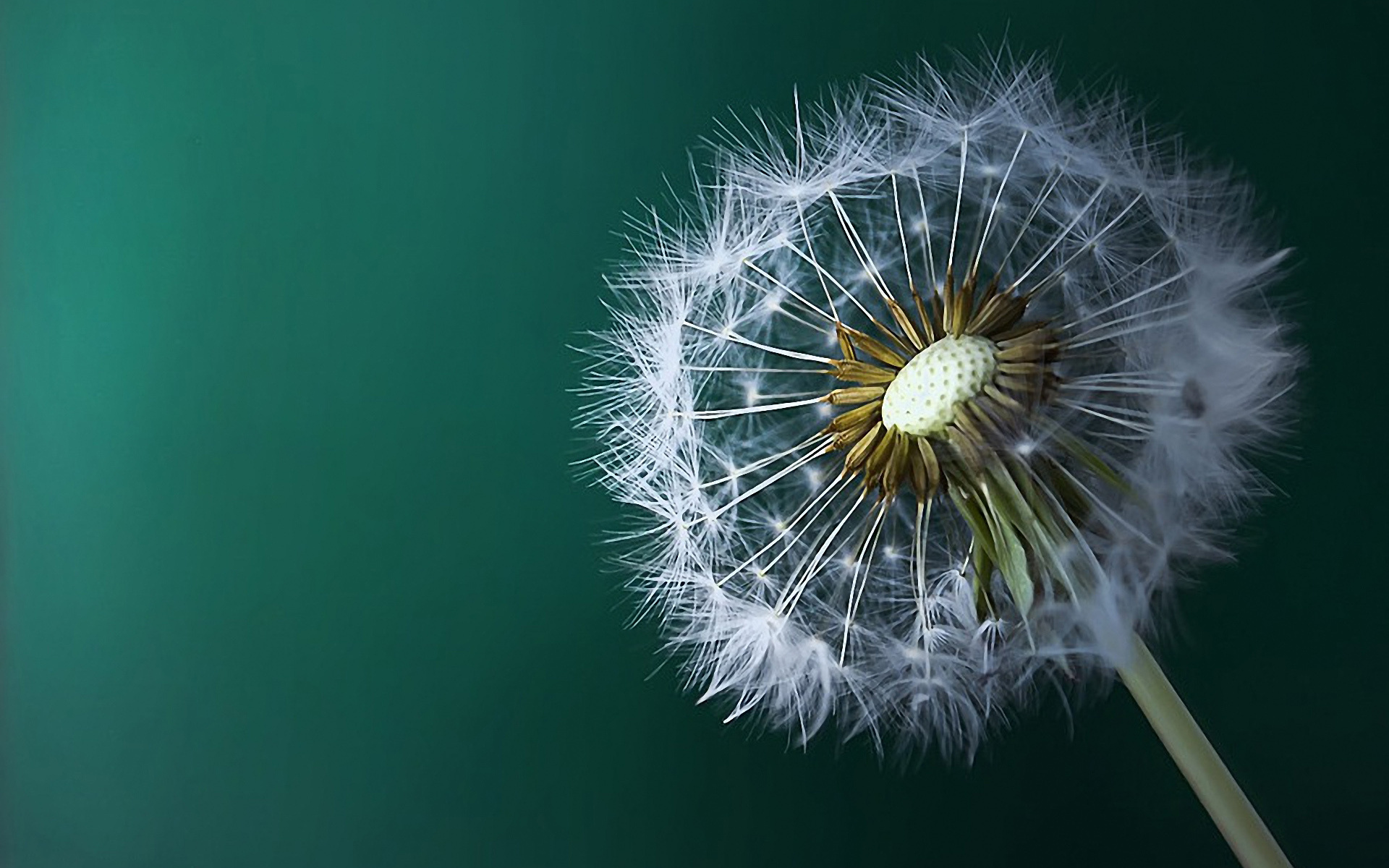 Wow 18+ Wallpaper Bunga Dandelion Hd - Gambar Bunga Indah