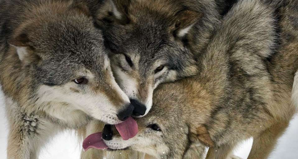 🔥 Free Download Timber Wolves A Trio Of Greet Each Other by @jware ...