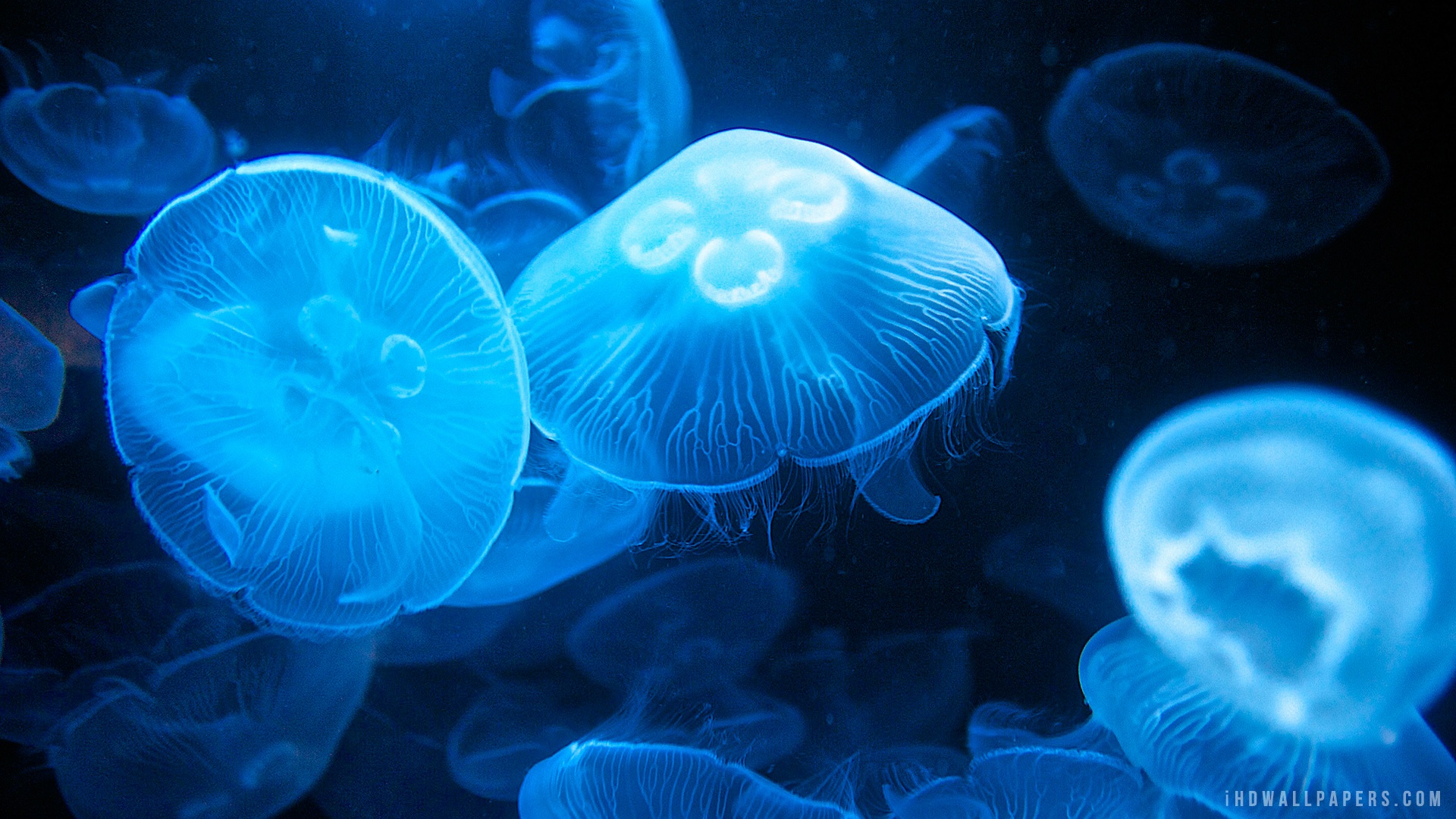 🔥 Free Download Moon Jellyfish Hd Wallpaper Ihd by @emilym22 ...