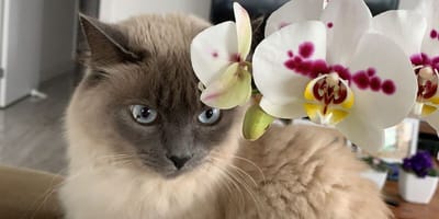 Chat avec orchidée