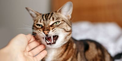 chat stressé